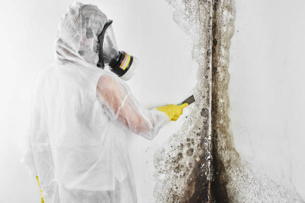 Professional Mold Removal in Cape Neddick, ME