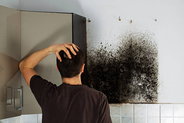 Best Local Mold Removal Service  in Cape Neddick, ME